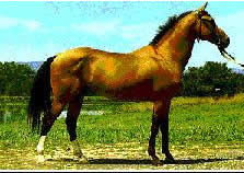AKHAL-TEKE